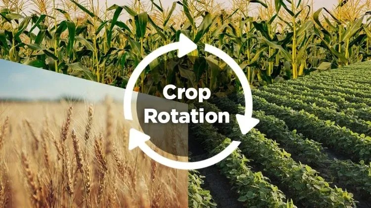 Soybean–wheat–maize rotation schematic