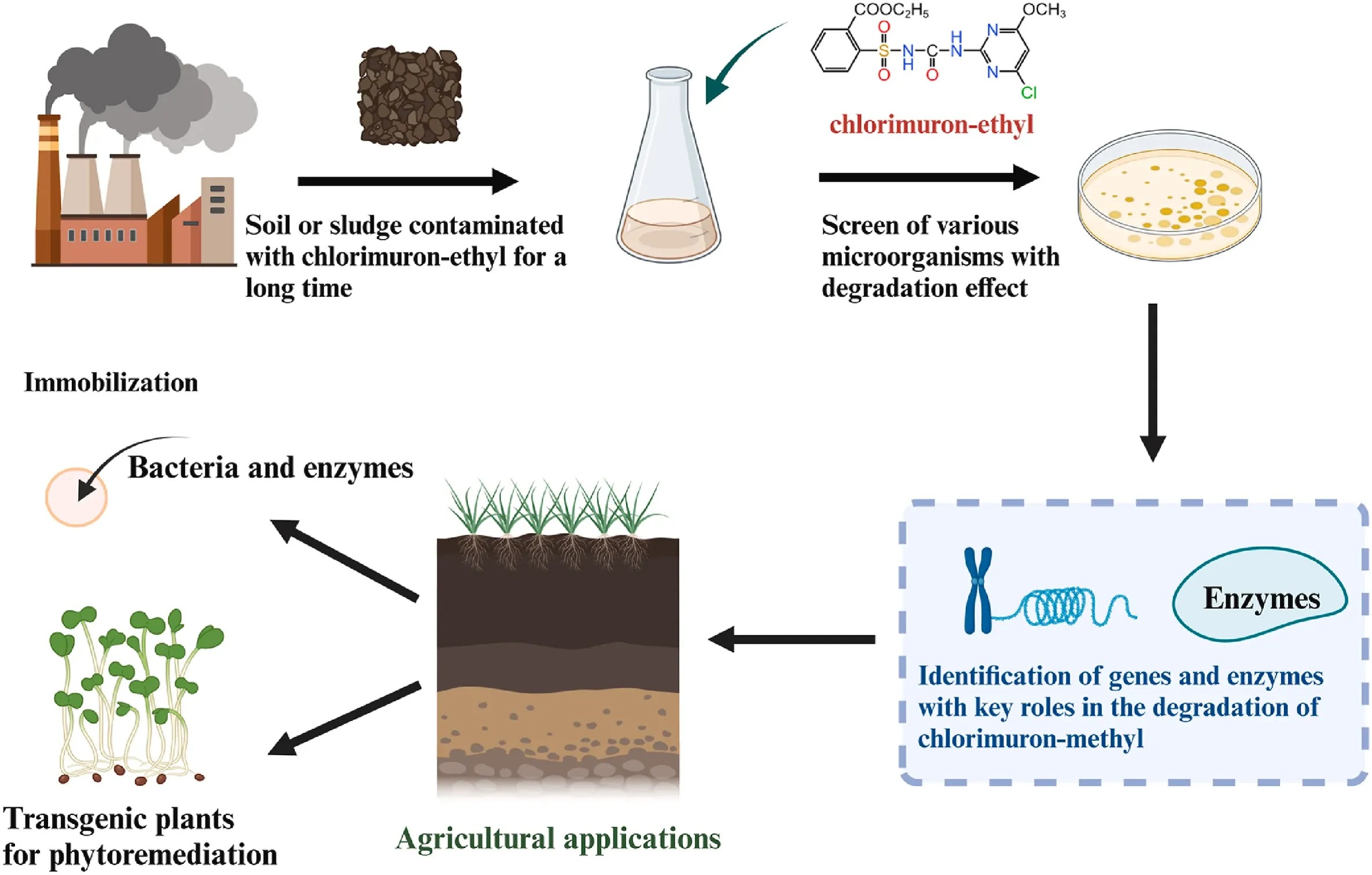 Microbial degradation pathway of chlorimuron-ethyl