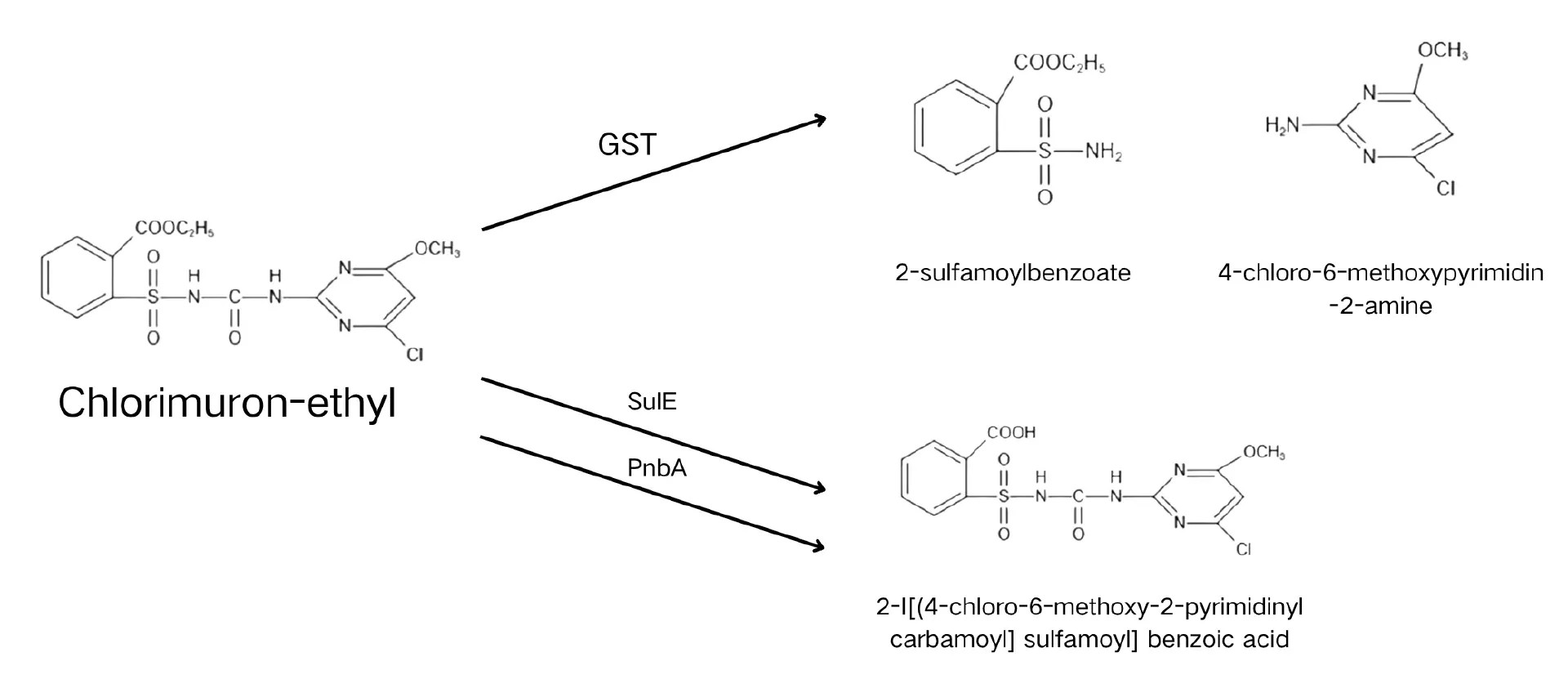 Degradation pathway of chlorimuron-ethyl