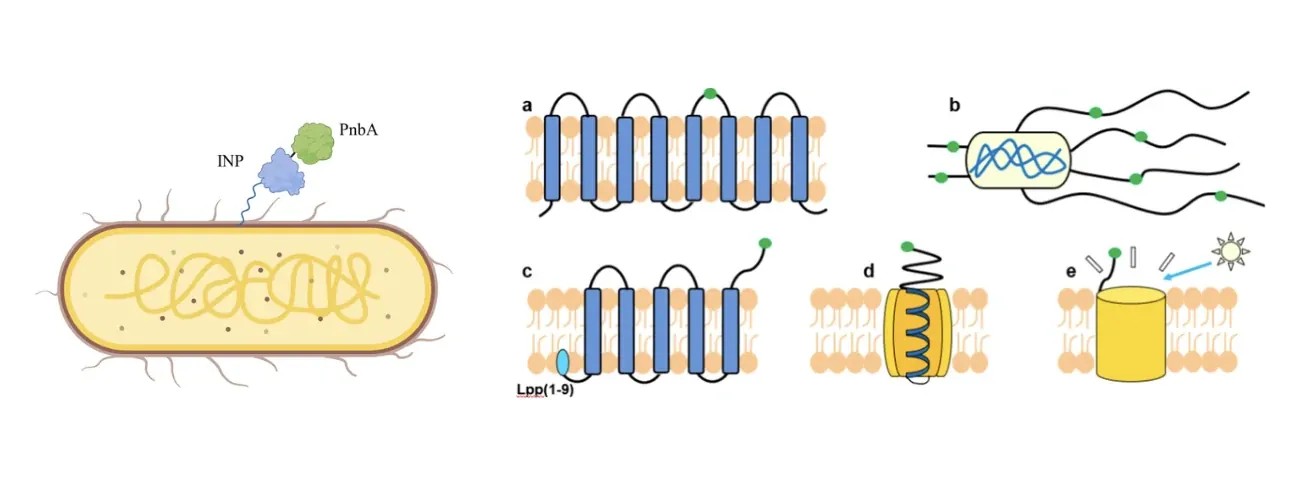 Representative cell surface display systems in E. coli