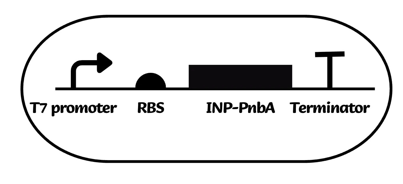 PnbA displayed on the cell surface via INP