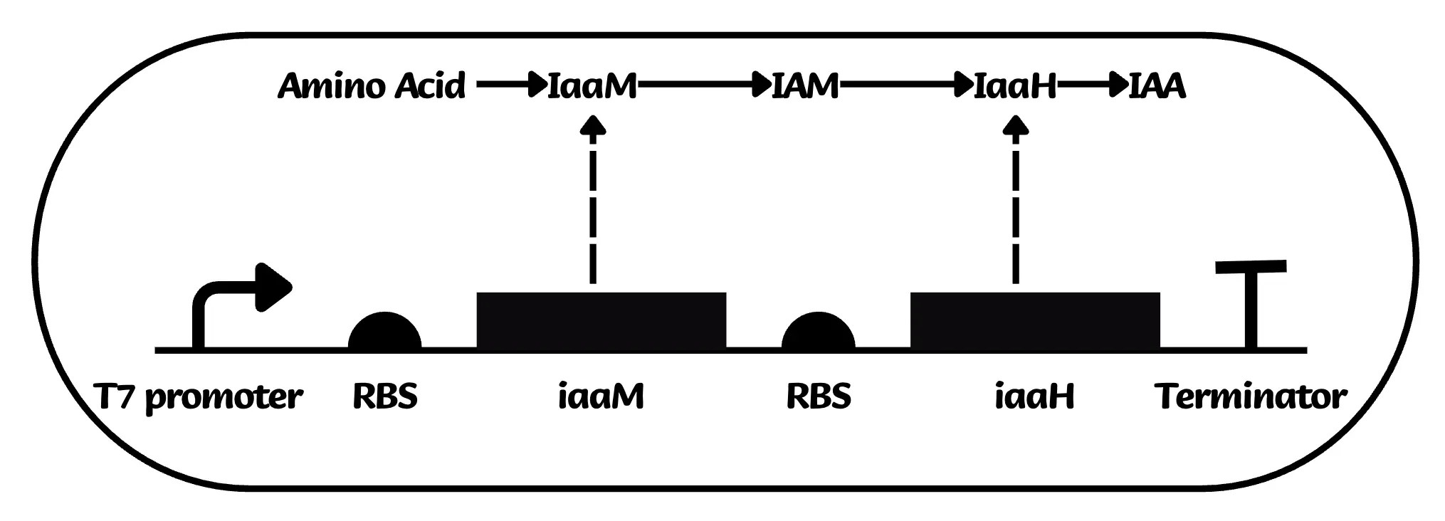 Heterologous IAA biosynthesis pathway in E. coli