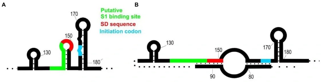CspA cold-inducible promoter mechanism