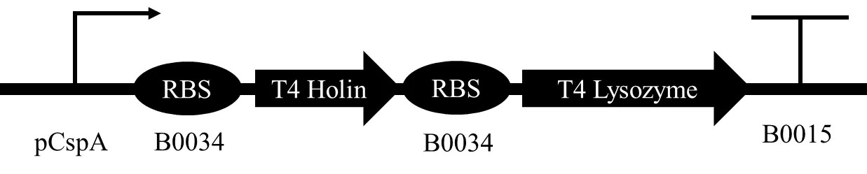 Temperature-controlled suicide gene circuit